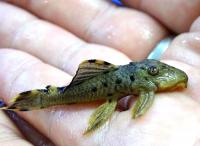 Лепоракантикус триактис L091  Leporacanthicus triactis L091