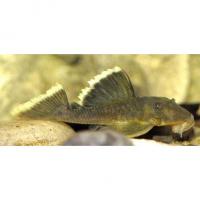 Барианциструс магнум L047  Baryancistrus chrysolomus L047