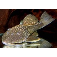 Паранциструс аурантикус  Parancistrus aurantiacus