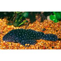 Паранциструс нудивентрис L031 (L176, L300, LDA004)  Parancistrus nudiventris L031