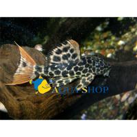 Псевдакантикус леопардовый L600 (LDA073)  Pseudacanthicus leopardus (Stoneiella leopardus) L600 (LDA073)