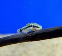 Отоцинклюс Арнольди  Otocinclus arnoldi