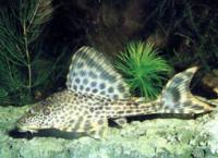 Плекостомус (Сомик-нижнерот обыкновенный)  Hypostomus plecostomus (Plecostomus plecostomus)