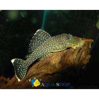 Барианциструс L081  Baryancistrus sp. L081