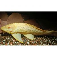Птеригоплихт золотой  Glyptoperichthys gibbiceps var. (Pterygoplichthys gibbiceps)