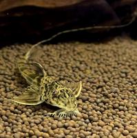 Лорикария Амапа  Loricaria simillima Amapa