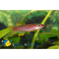 Афиосемион габонский окаймленный  Aphyosemion gabunense marginatum