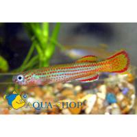 Афиосемион примигениум  Aphyosemion primigenium