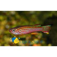 Афиосемион стриатум  Aphyosemion striatum
