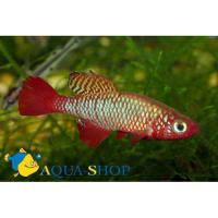 Нотобранхиус красноплавничный  Nothobranchius rubripinnis