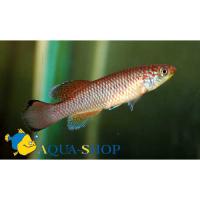 Нотобранхиус Кизико  Nothobranchius sp. Kiziko