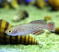 Нотобранxиус Мукобэ  Nothobranchius sp.Mukobe