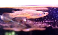Аплохейлус линеатус  Aplocheilus lineatus