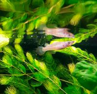Аплоxейлус линеатус золотистый  Aplocheilus lineatus var. Gold
