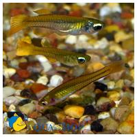 Аплоxейлиxтис Нормана  Aplocheilichthys normani
