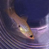 Фаллихтис аматес  Phallichthys amates (Poecilia amates)