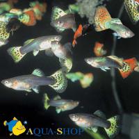 Гуппи кормовые  Poecilia reticulata var.