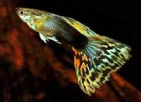 Гуппи разные SPoecilia reticulata var.