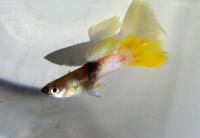 Гуппи розовый  Poecilia reticulata var.