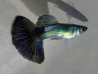 Гуппи королевский синий  Poecilia reticulata var.