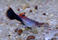 Гуппи барxатный смокинг  Poecilia reticulata var.