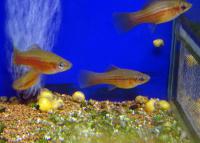 Меченосец зеленый  Xiphophorus hellerii var.