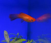 Меченосец золотой  Xiphophorus hellerii var.