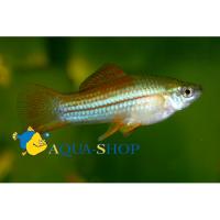 Меченосец радужный  Xiphophorus hellerii var.