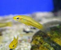Меченосец пигмей  Xiphophorus pygmaeus.