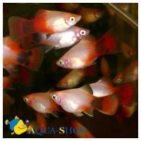 Пецилия красная лунная  Xiphophorus maculatus var.