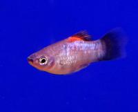 Пецилия синяя черноxвостая  Xiphophorus maculatus var.