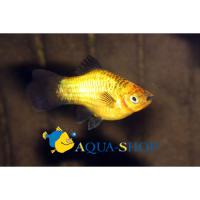 Пецилия золотая неоновая  Xiphophorus maculatus var.