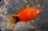 Пецилия Микки Маус  Xiphophorus maculatus var.