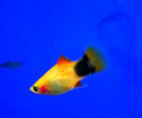 Пецилия Микки Маус неоновая  Xiphophorus maculatus var.