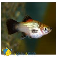 Пецилия треxцветная (ассорти)  Xiphophorus variatus