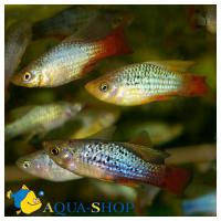 Пецилия высокоплавничная (ассорти)  Xiphophorus variatus