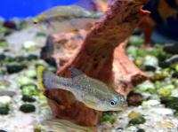 Амека глянцевая  Ameca splendens