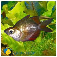 Глоссолепис красный баллон (Атерина красная баллон)  Glossolepis incisus var.