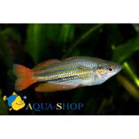 Меланотения австралийская  Melanotaenia australis (M.splendida australis)