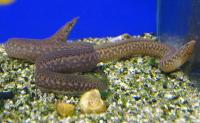 Мастацембелус френатус  Mastacembelus frenatus