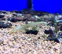 Мастацембелус полосатый (панкалюс) MMastacembelus pancalus (Macrognathus pancalus)
