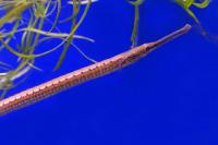 Игла пресноводная длинноносая  Doryichthys boaja