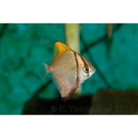 Монодактил серебряный (Серебряная ласточка) LMonodactylus argenteus