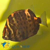 Аргус пятнистый краснолобый  Scatophagus argus atromaculatus [S.rubrifrongs]