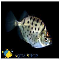 Селенотока мультифасциата MSelenotoca multifasciata