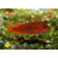 Йодотрофеус  Iodotropheus sprengerae