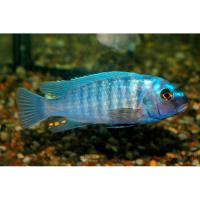 Лабеотрофеус Фуэллеборни  Labeotropheus fuelleborni
