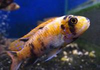 Лабеотрофеус Треваваса многоцветный  Labeotropheus trewavasae
