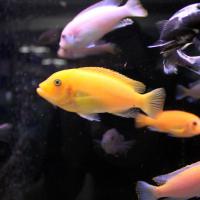 Лабидоxромис церулиус - лимонный  Labidochromis caeruleus var.