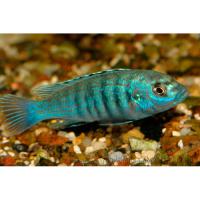 Лабидохромис Фрайберга  Labidochromis freibergi